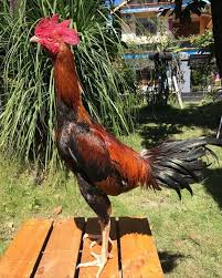 75 gambar ayam saigon juara paling hist gambar pixabay . 4 Jenis Ayam Pama Iq Original Mangon Mathai Gostan Makhoy