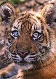 Small Tiger Pet Tiger Big Animals Tiger Photography
