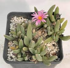 Image result for Delosperma tradescantioides