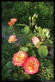 Gartenspass Rose Photo Rose Rose Photos Flowers