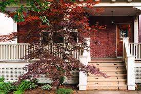 Deeply cut leaves emerge red, mature green in summer and turn red support young trees with trees stakes. How To Grow And Care For Bloodgood Japanese Maple Trees