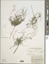 Image result for Microcharis angolensis