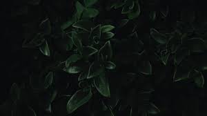 Perfect for your desktop home screen or for your mobile. Download 1366x768 Wallpaper Green Leaves Close Up Dark Portrait Tablet Laptop 1366x768 Hd Image Background 18806