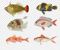 Semoga entri doa memancing ini berguna untuk anda semua. Memancing Ikan Air Tawar Ikan Profil Dicat Lukisan Cat Air Tinta Png Pngegg