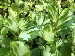 Image result for Lijndenia sp. cf barteri