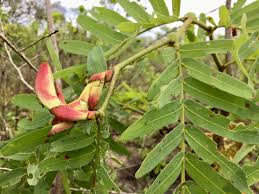 Image result for Brachystegia boehmii