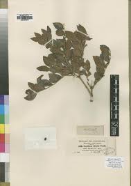 Image result for Ancylobothrys scandens