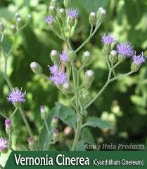 Image result for Vernonia cinerea