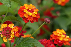 Image result for Lantana angolensis