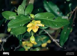 Image result for Ochna atropurpurea
