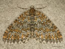 Image result for Entephria caesiata