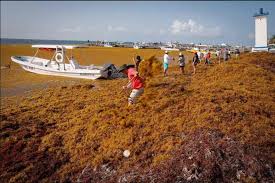 El sargazo cubre una pequeña superficie del atlántico llamada el mar de los. Con Presupuesto De 52 Mdp Semar Presenta Operacion Sargazo 2019 Poblanerias En Linea