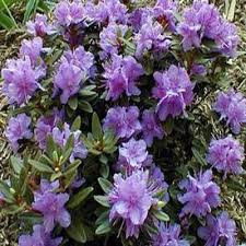 Onlineplantcenter 1 Gal Ramapo Rhododendron Shrub R3817g1 The Home Depot Shrubs Rhododendron Purple Flowers