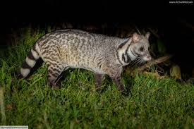 The iucn red list currently (may 2013) lists 2633 species of near threatened, vulnerable, endangered, and critically endangered forest inhabiting species in south america. Rainforest Animals List With Pictures Facts Links To Further Information