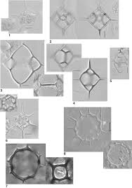 Image result for Distephanus