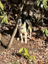 If you live in the Ratcliffe Cove area, and you have been missing a black  cat for a few days… I found it laying in a yard. Unfortunately it had been  eaten