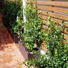 Star jasmine is an attractive woody climber with glossy evergreen foliage and wonderfully fragrant summer flowers. Chinese Star Jasmine Climbers Screening Design Services Star Jasmine Vine Jasmine In Pots Star Jasmine