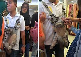 Buy Cat Carrier On Body Up To 63 Off