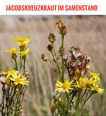 We did not find results for: Hier Infos Zum We Love Horses Birgit Fechner Facebook