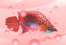Red Arowana Vector 2 By Angga2110 On Deviantart Ikan Perhiasan