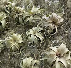 Image result for Xerophyta argentea