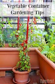 Tips On Vegetable Container Gardening Including Container Size And Planting Recom Container Gardening Vegetables Indoor Vegetable Gardening Growing Vegetables
