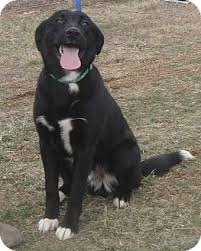 Any potential adopters should understand that they are expected to visit the dog in its foster home. 77 Catahoula Border Collie Lab Mix L2sanpiero