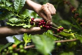 Image result for Coffea sp. A
