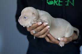 For sale & upcoming breedings. American Bully For Sale In Michigan 164 Petzlover