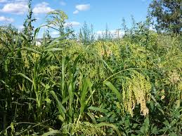 Image result for Panicum miliaceum