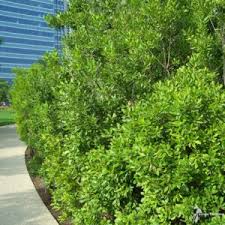 Image result for Myrica pilulifera