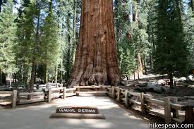 Because of its mountainous terrain, sequoia is full of breathtaking views, gorgeous green valleys, and lovely, snowy white peaks. General Sherman Tree Sequoia Np Hikespeak Com
