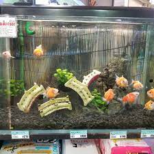 ピンポンパール大きめ入荷しました お待たせしました 前回大好評 ゴルフボールにﾋﾚと尾びれが付いたサイズです お問い合わせはこちらまで アクアペット小倉 福岡県北九州市小倉北区井堀3 1 15 093 581 1275 ピンポンパール 金魚 金魚 ピンポン ペット