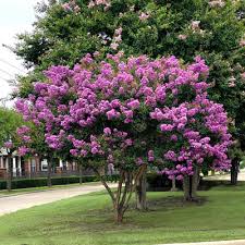 Check spelling or type a new query. My Favorite Crape Myrtle Neil Sperry S Gardens