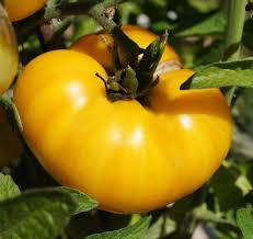 Check spelling or type a new query. Super Dwarf Tomatoes