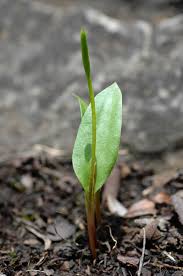 Image result for Ophioglossum polyphyllum