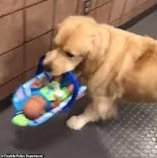 Police Therapy Dog Is Caught Stealing Holiday Toy Donations In Adorable Video Daily Mail Online