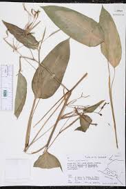 Image result for Maranta arundinacea