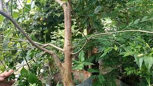 Ulmus parvifolia bahasa inggris : Memangkas Pohon Ulmus Bonsai Ground Youtube