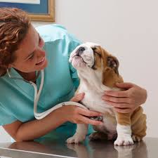 If you have bradycardia, you'll have a sustained heart rate below 60 even when you're awake and active. Normal Temperature Heart And Respiratory Rates In Dogs
