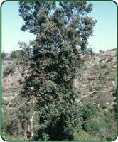 Image result for Brachylaena discolor