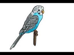 How To Draw A Parakeet Youtube You can try 45 seconds to a minute. how to draw a parakeet
