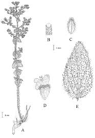 Image result for Ocimum minutiflorum