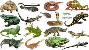 Check spelling or type a new query. Reptiles Amphibians Name Meaning Picture à¦¸à¦° à¦¸ à¦ª Necessary Vocabulary Youtube