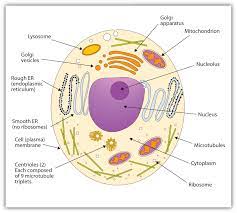 Membranes And Membrane Lipids