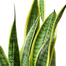 Image result for Sansevieria trifasciata
