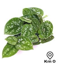 Maybe you would like to learn more about one of these? Potho Pictus Scindapsus Satin Pothos Silk Pothos Argyraeus Indoor Hanging Plants