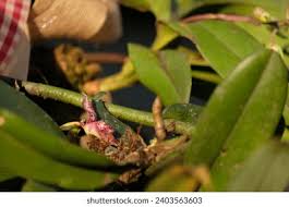 Image result for Bulbophyllum scaberulum