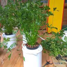 Pindahan Pindahan Kamu Sudah Besar Nakk Kamu Harus Punya Rumah Senidiri Karena Kalau Tetep Di Nft Akar Mu Ga Muat Nak Hydroponics Aquaponics Plants