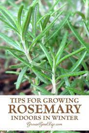 How To Propagate A Rosemary Plant From Stem Cuttings Growing Rosemary Indoors Rosemary Plant Growing Rosemary